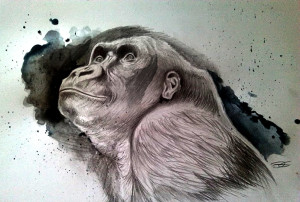 Gorilla