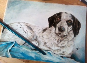 Ritratto di cane - Olio su cartoncino Dog portrait - Oil on water paper